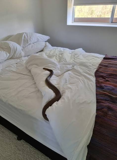 Un serpent sous le lit